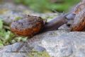 Chilostoma (Campylaea) planospira occultatum